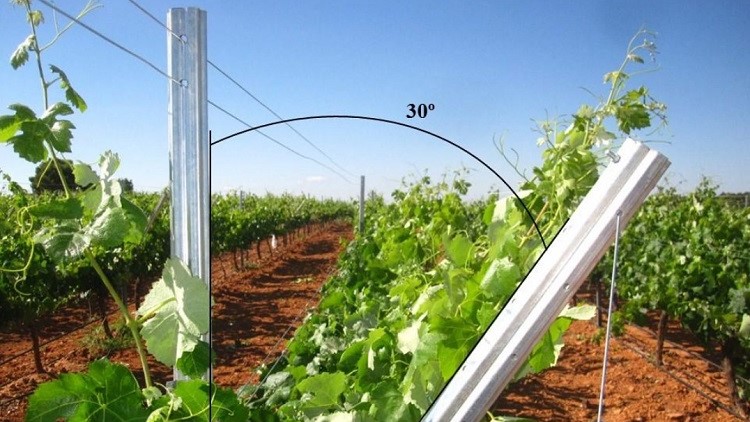 Foto CIDE cultivo vid